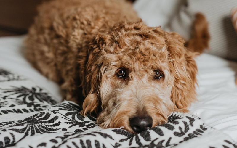 a dog lying on a bed looking